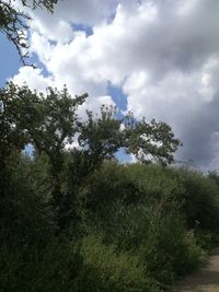 Low angle view of trees against sky