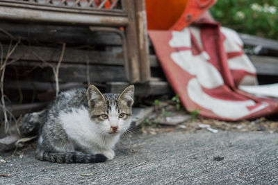 Portrait of cat