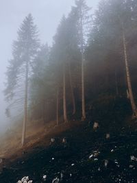 Trees in forest against sky