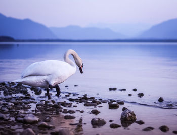 Bird on rock by lake against sky