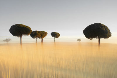 Trees in lagunas de villafafila nature reserve