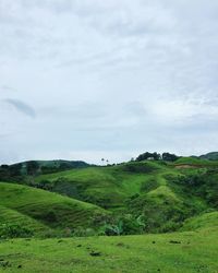 Scenic view of rice field against sky