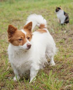 View of a dog on field