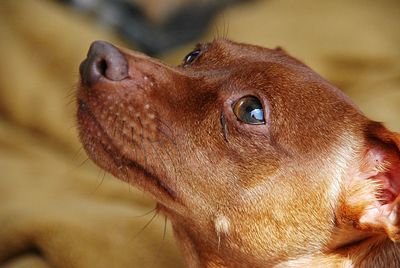 Close-up of a dog looking away