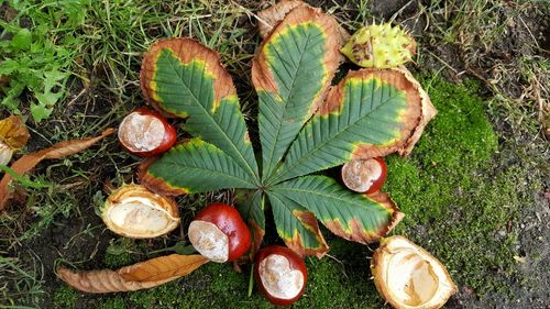 High angle view of plants