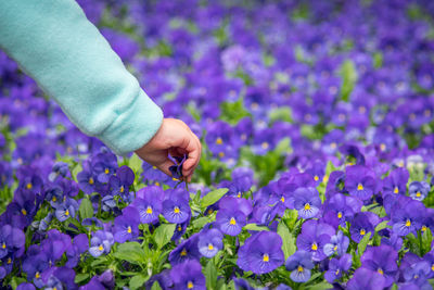 Cropped hand of woman plucking purple flower blooming on field