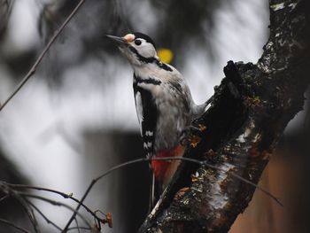 Close-up of bird perching on a tree