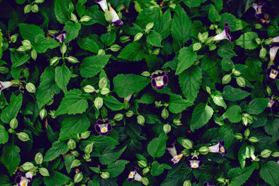 Closeup macro of purple violet wishbone flower bluewings torenia with green leaves