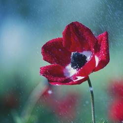 Close-up of red flower blooming during monsoon