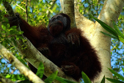 Monkeys in a forest