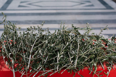 Close-up of plants in winter