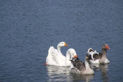 Swans swimming in lake