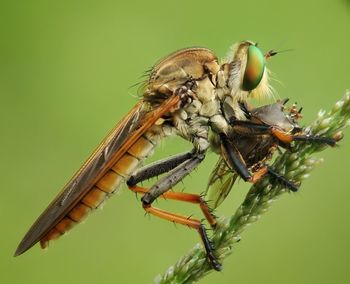 Close-up of fly on plant