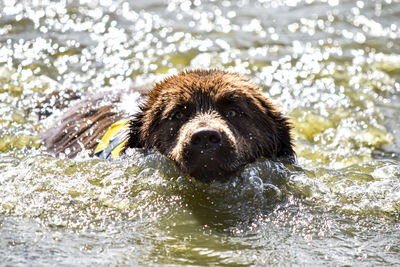 Portrait of dog in lake