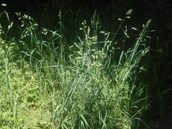 plant