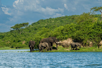 Elephants drinking water