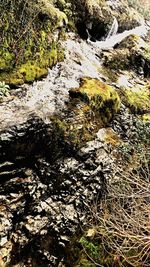 Stream flowing through rocks in forest