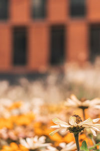 Close-up of orange flowering plant