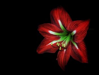 Close-up of flower over black background