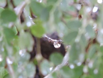 Close-up of spider on web