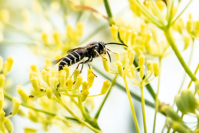 Close-up of bee pollinating on flower