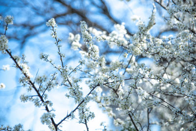 Low angle view of cherry blossoms against sky