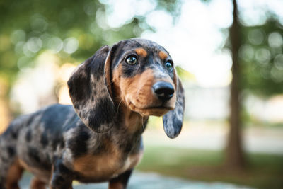 Close-up portrait of dog looking away