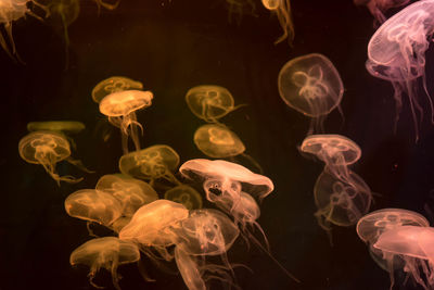 Close-up of jellyfish swimming in sea