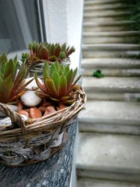 Close-up of succulent plants in basket