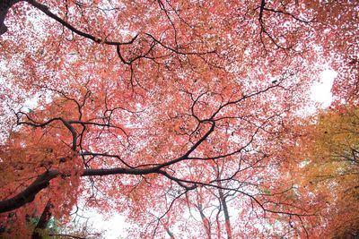 Low angle view of trees against sky