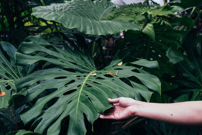 Cropped hand of woman holding plant