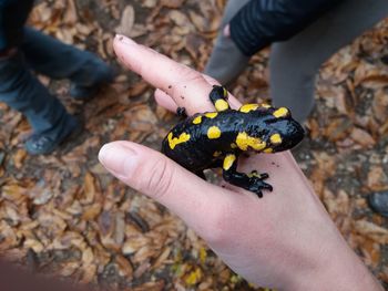 Close-up of hand holding insect