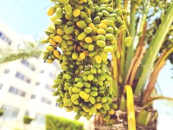 Close-up of grapes growing in vineyard