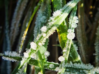 Close-up of frozen plants during winter