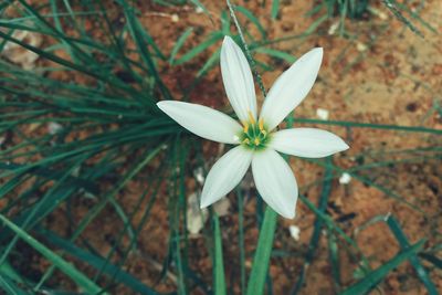 Close-up of white flowers blooming outdoors