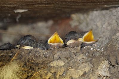 Close-up of young swallows in nest