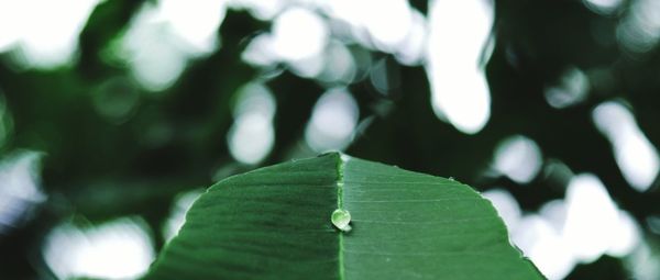 Close-up of green plant