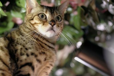 Close-up portrait of a cat