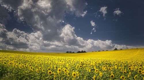 Scenic view of sunflower field against sky