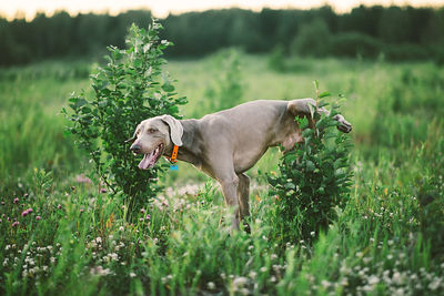 Dog in a field