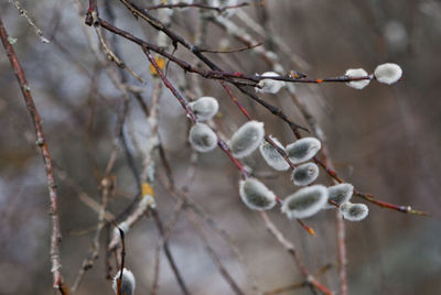 Close-up of pussy willow growing on plant