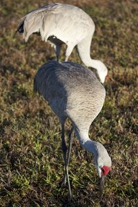 View of a bird on field