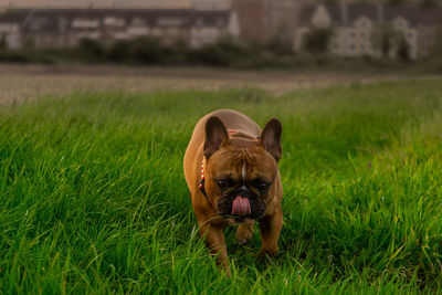 Portrait of dog on field