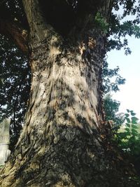 Low angle view of tree trunk in forest