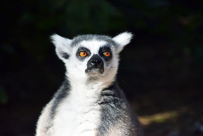 Close-up of lemur looking away