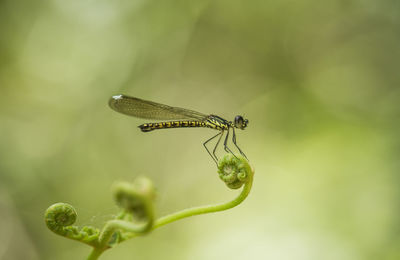 Close-up of insect on leaf