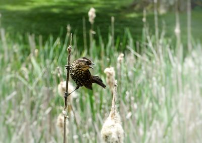 Close-up of bird perching on plant
