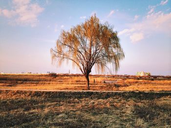 Bare trees on grassy field