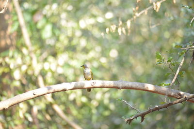 Low angle view of bird perching on branch