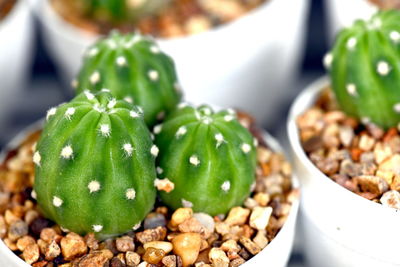 Close-up of succulent plant on table